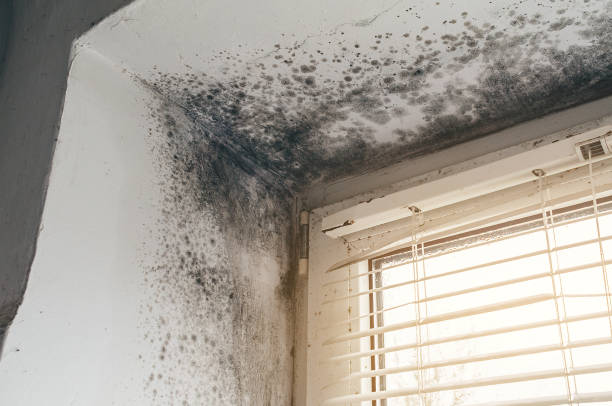 Affordable Mold Removal solutions in Sparrows Point, MD